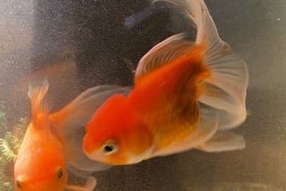 The Tale of the Proud Gold Fish