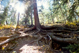 Exposed roots of a ponderosa pine tree on a steep slope in a coniferous forest.