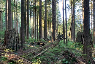 British Columbia forest showing young red cedar trees with large cedar stumps.