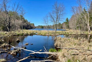 A view of a pond surrounded by trees with no leaves and a clear blue sky above.