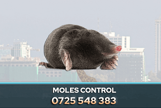 If you are facing mole problems, PestPro offers a professional Mole Control Service in Nairobi, Kenya, designed to effectively manage and eliminate mole infestations