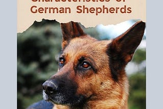 The Comprehensive Guide To German Shepherds Characteristics