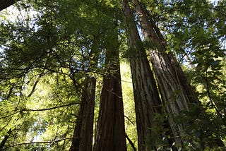 Think like a Redwood — our humanity depends on it.