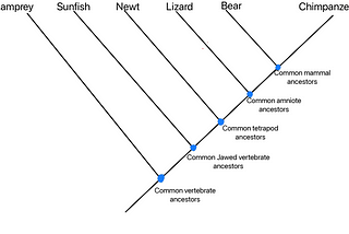 Navigating the Tree of Life: Steps to Read a Phylogenetic Trees