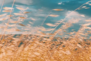 field of wheat blowing in the wind