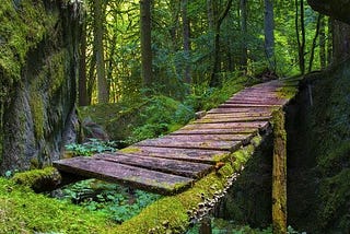 Moss Bridge Forest, British Columbia, Canada.