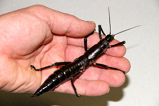 The Return of the Stick Insect