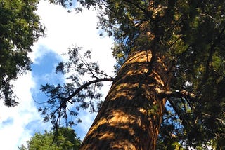 It is urgent to remember how to climb trees again