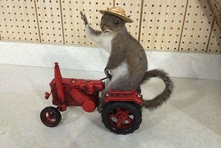 How to farm Squirrel Cash