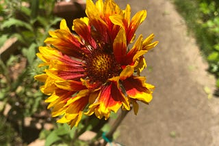 Gaillardia or Blanket flower