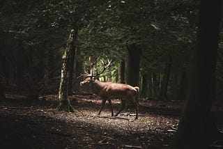 Deer Cursing