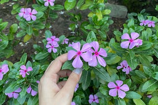 Author caressing beautiful flowers.