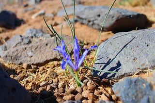 Iris tenuifolia - Нарийн навчит цахилдаг