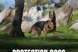8 Benefits of Choosing protection dogs Grooming Services in the USA