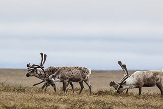 Caribou Country