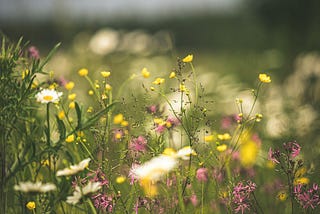 The Giving Field