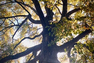 A tree with the sun shining behind it, its leaves a mix of green and yellow and orange.