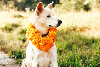 Kukur Tihar: Nepal’s Heartwarming Festival of Dogs
