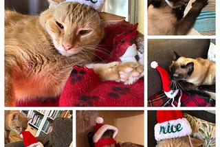 Cats Do Not Appreciate Holiday Hats