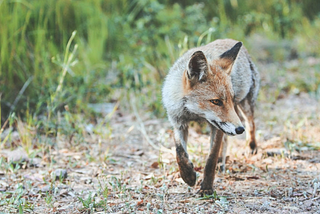 FTX and When Foxes Guard Hen Houses