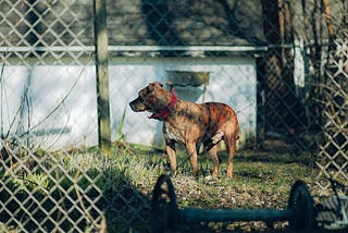 In Defense of Pitbulls: The Widespread Tragedy of Dogfighting