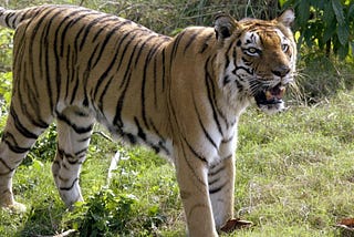 A Tiger in Bengaluru.