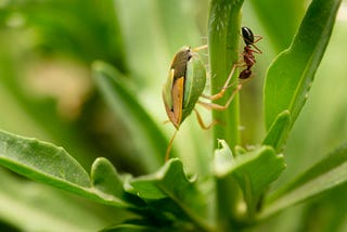 The Ant and the Grasshopper — Mentally Preparing for Navigating COVID-19 in Colder Weather
