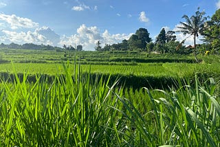 I Was Sitting in a Bamboo Hut in a Rice Field in Bali