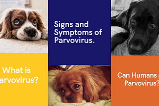 Explore Canine Parvo Virus In Dogs and Puppies