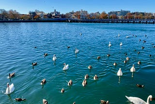 Join Me On My 365-Day Peaceful Photo Challenge — Day 80