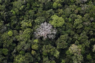 green forest