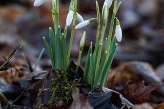 Budding spring flowers