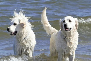 White Golden Retriever — A complete guide