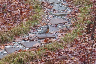 photo of robin standing on cement stepping stone on path through garden