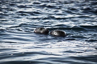 On Zoom, seals and my mother