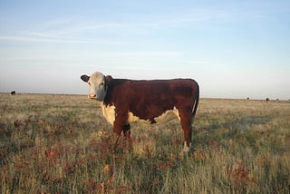 Infected bull semen for Kazakhstan