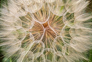 Bite-size Biomimicry: Seeds