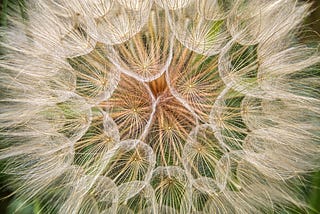 Bite-size Biomimicry: Seeds