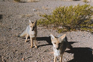 A National Park Is an Illusion