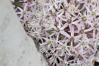 Perfect Plant Paring: Windflower, Aspen, Allium, and Iris