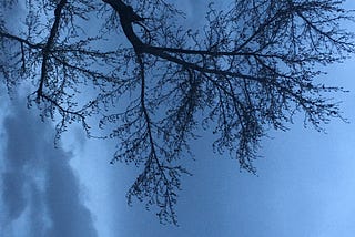 A rotated photo showing intricate black silhouette of a winter tree hovering at the top of the image over a steel blue sky and clouds.