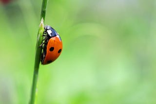 Write Bugs That Developers Will Appreciate