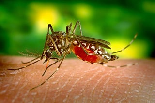 Zika Virus: The 16 Most Important Facts