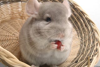 Can Chinchillas Eat Apples? | Rodent pet eat