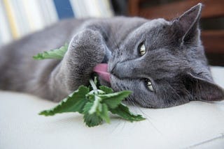 10 Spices to Improve Your Cat’s Wellbeing