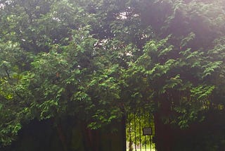 a small iron gate beneath trees that allows a glimpse of a garden