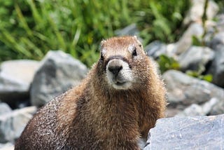 Yellow-bellied marmot, Rocky Mountains