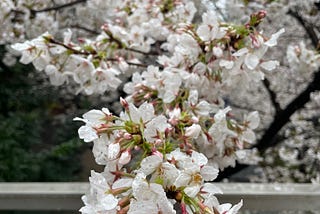 March Madness,, in Tokyo and still going around