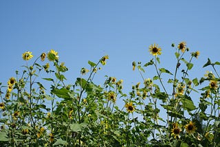 Tall yellow Daisies in a Kansas field.