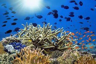 Scientists Want to Use Gene-Hacking to Save Coral Reefs